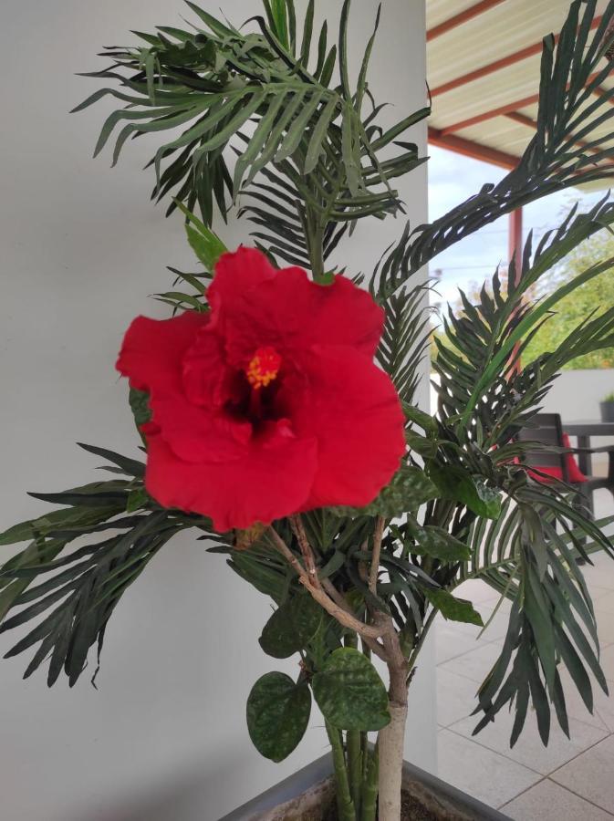 مبيت وإفطار Runcu أريكيبا المظهر الخارجي الصورة